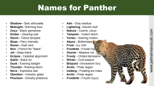 Names for Panther