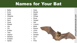 Names for Bat