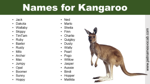 Names for Kangaroo