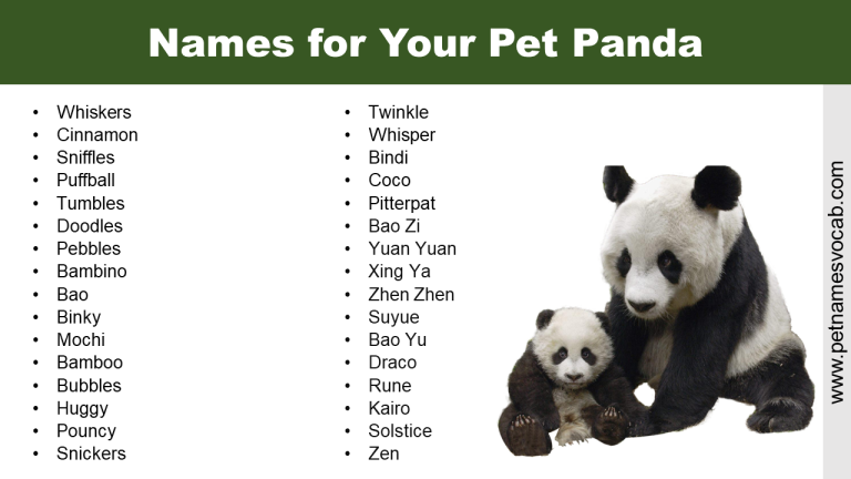 Names for Your Pet Panda: Cute and Unique - Pet Names Vocab