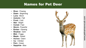 Names for Pet Deer