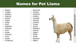 Names for Pet Llama