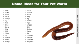 Names for Pet Worm