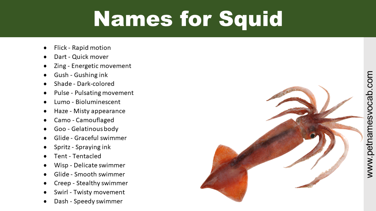 Names for Squid
