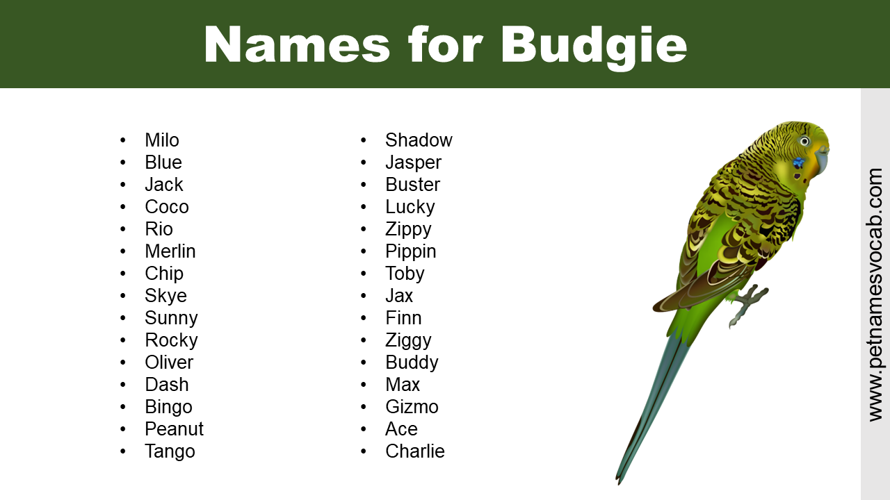 Names for Budgie