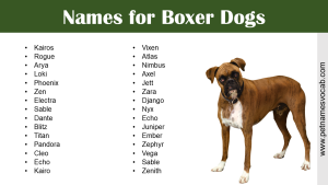Names for Boxer Dogs