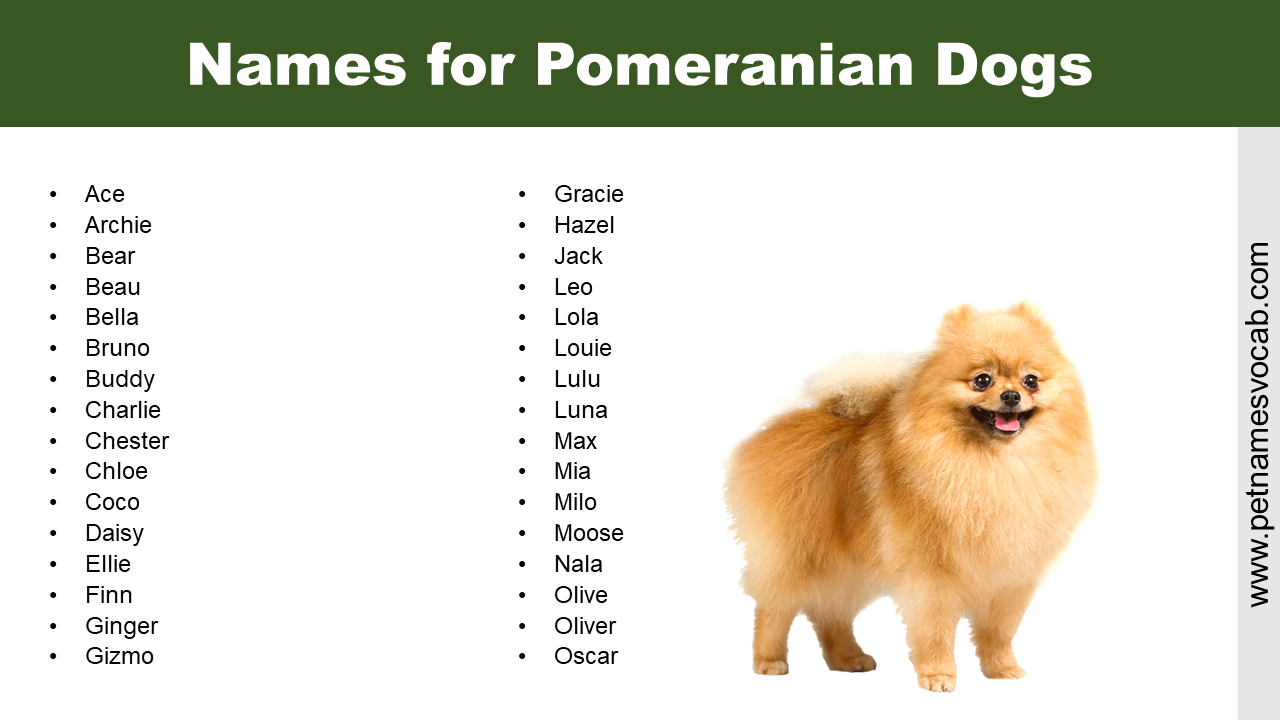 Names for Pomeranian Dogs