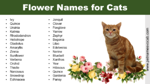 Flower Names for Cats