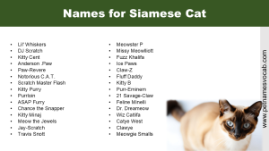 Names for Siamese Cat