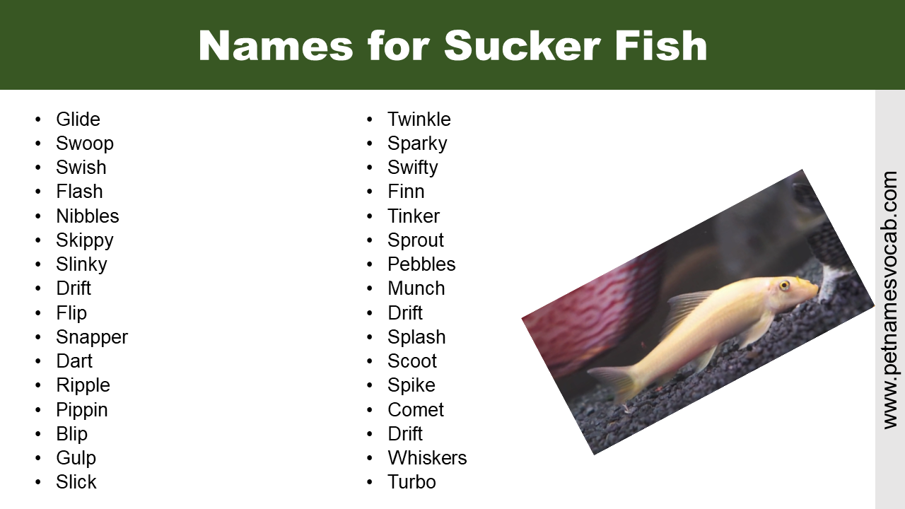 Names for Sucker Fish